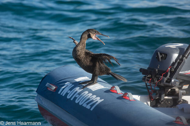 Flugunfähiger Kormoran