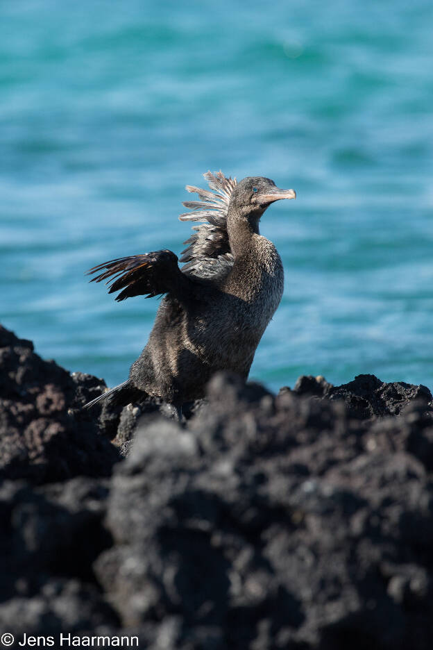 Flugunfähiger Kormoran