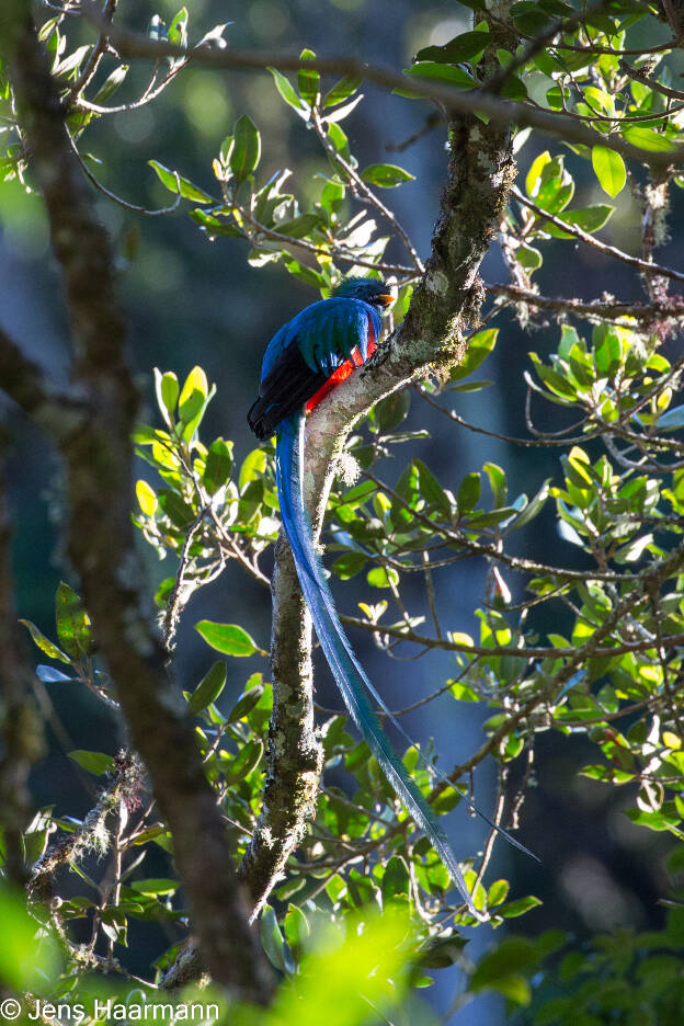 Quetzal