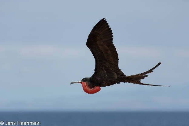 Prachtfregattvogel 