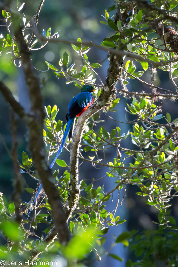 Quetzal