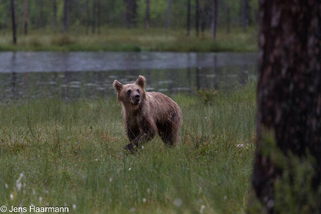 Braunbär