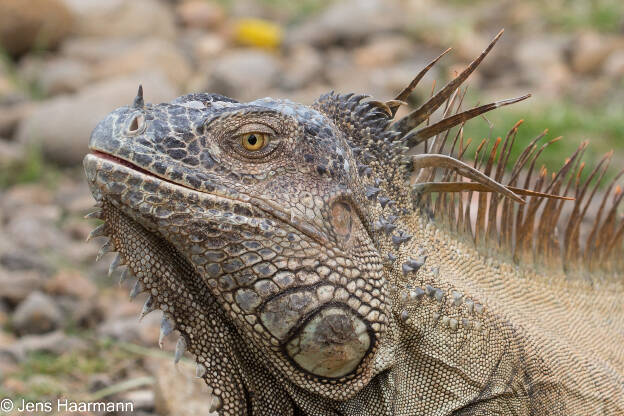 Grüner Leguan