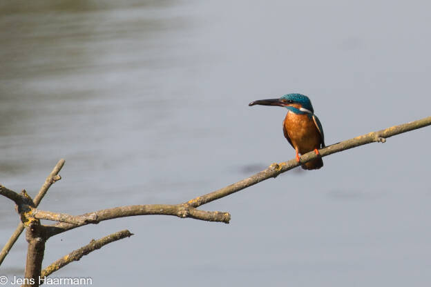 Eisvogel