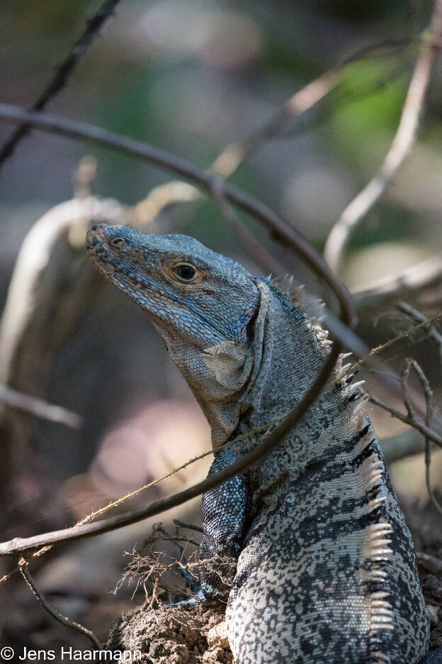 Gemeiner Schwarzleguan