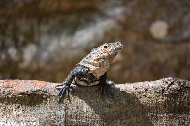 Gemeiner Schwarzleguan