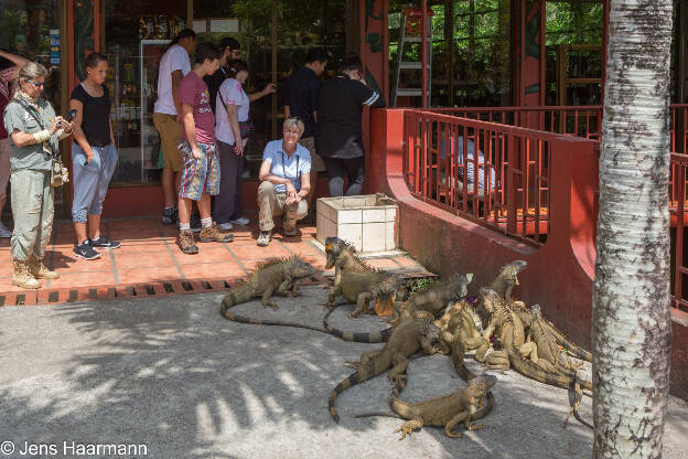 Grüne Leguane vor dem Restaurant Las Iguanas