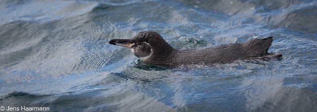 Galápagos-Pinguin