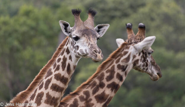 Massai-Giraffe