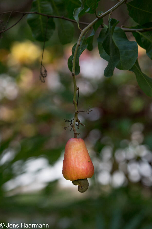 Cashewfrucht