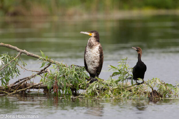 Kormoran und Zwergscharbe