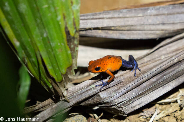 Erdbeerfröschchen (Blue Jeans Frog)