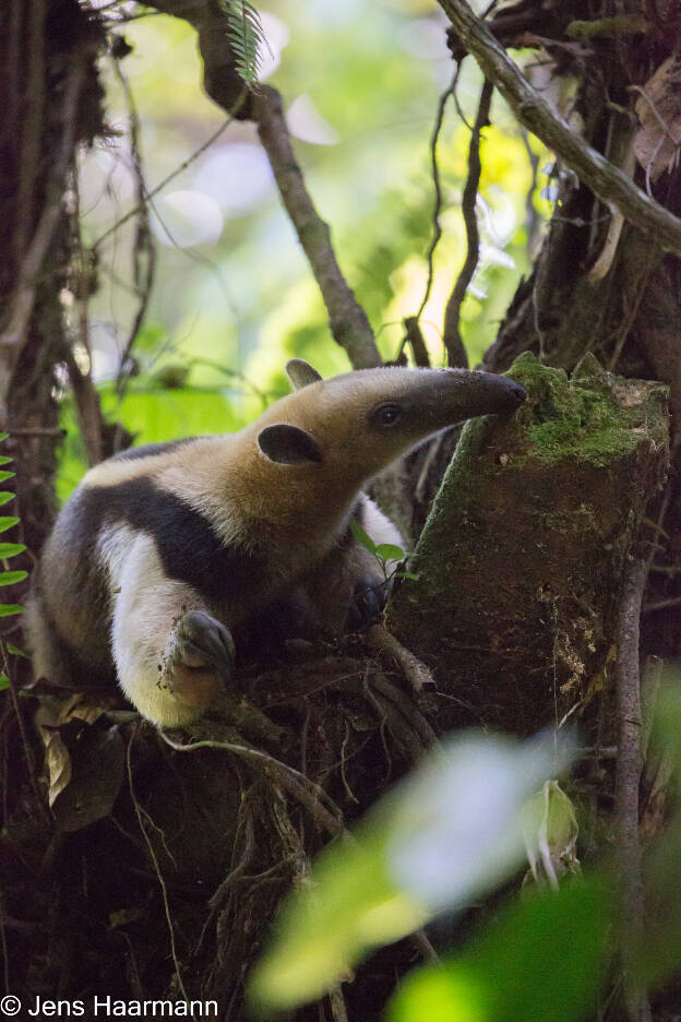 Ameisenbär (Nördlicher Tamandua)