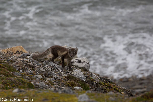 Polarfuchs