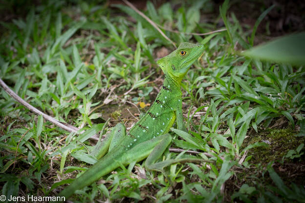 Stirnlappenbasilisk