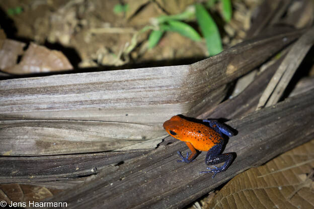 Erdbeerfröschchen (Blue Jeans Frog)