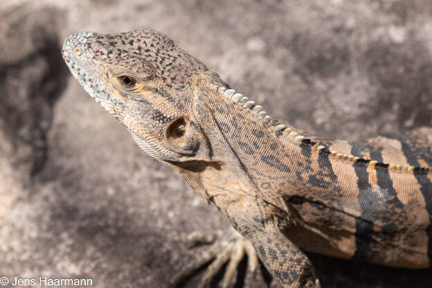 Gemeiner Schwarzleguan