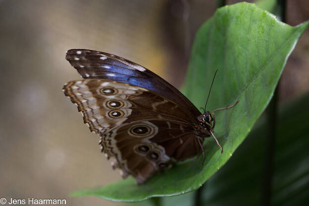 Blauer Morphofalter