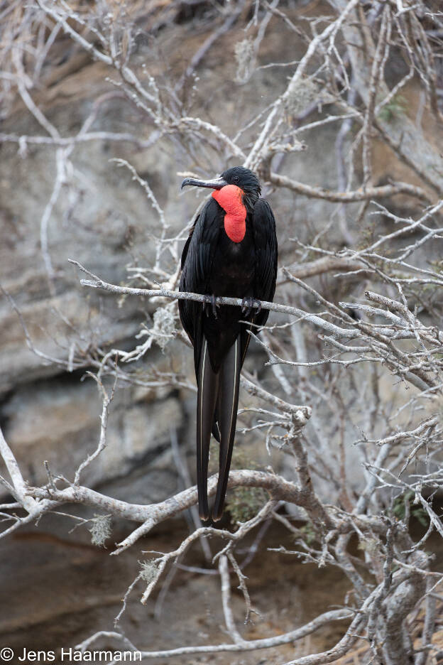 Prachtfregattvogel