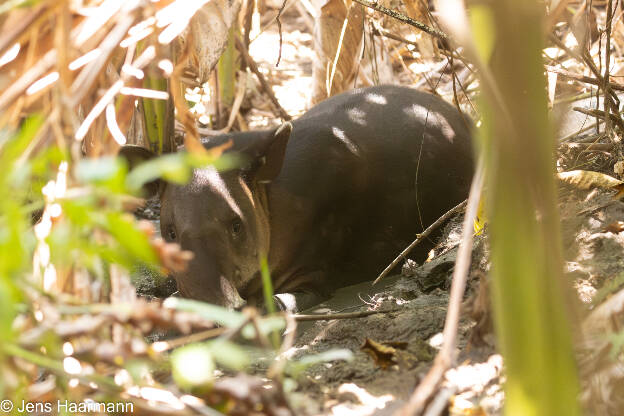 Mittelamerikanischer Tapir