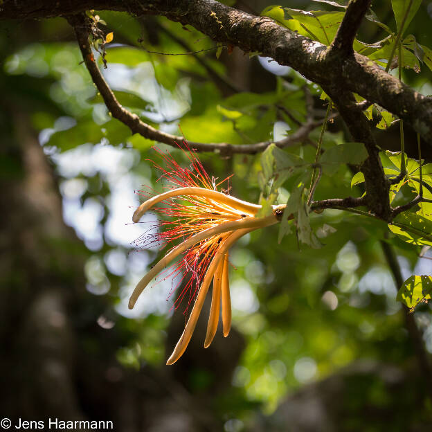 Blüte der Wasserkastanie