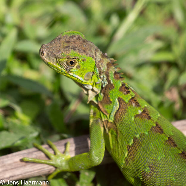 Grüner Leguan