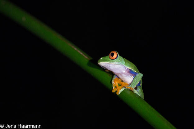 Rotaugenlaubfrosch