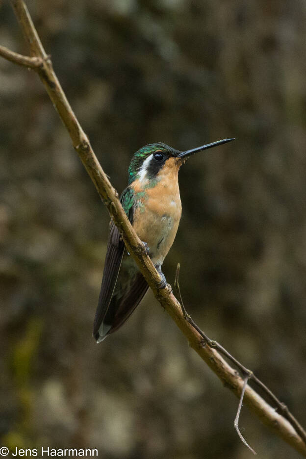 Kolibri - Purpurkehl-Nymphe (Weibchen)