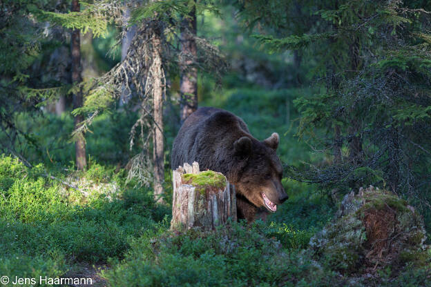 Braunbär