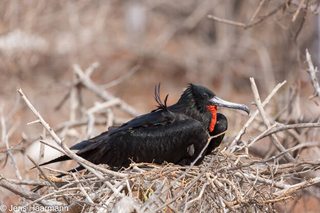 Prachtfregattvogel (Männchen)