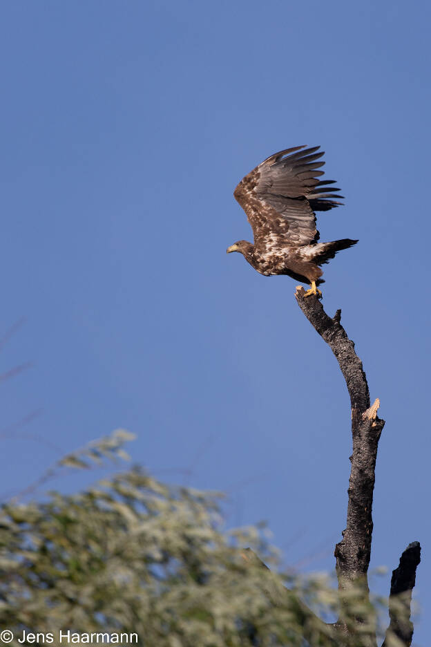 Seeadler