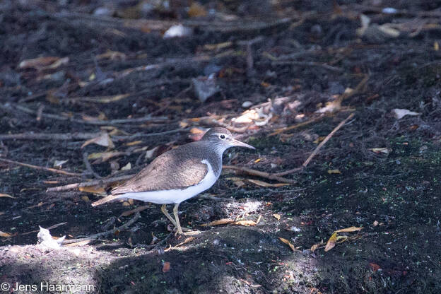 Waldwasserläufer