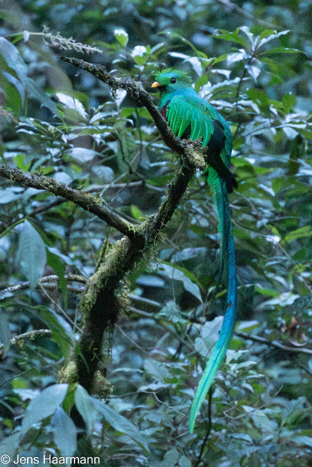 Quetzal, der Göttervogel