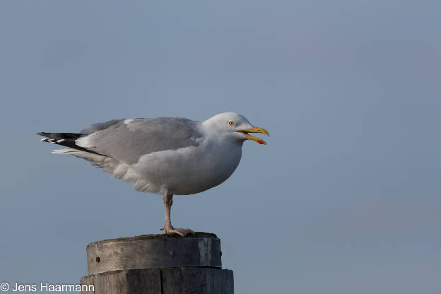 Silbermöwe