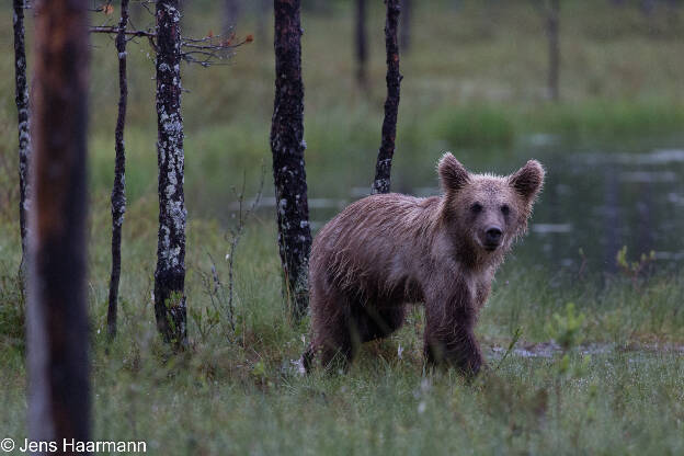 Braunbär