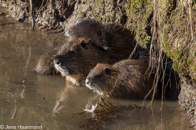 Nutria-Familie