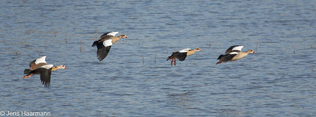 Nilgänse