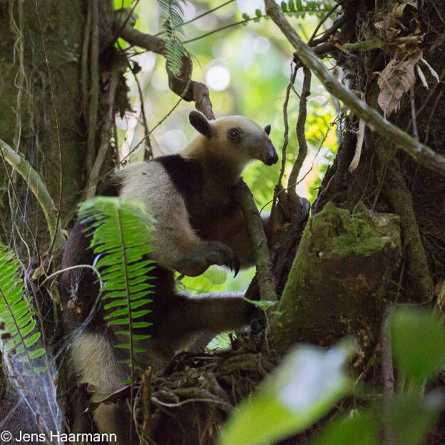 Ameisenbär (Nördlicher Tamandua)