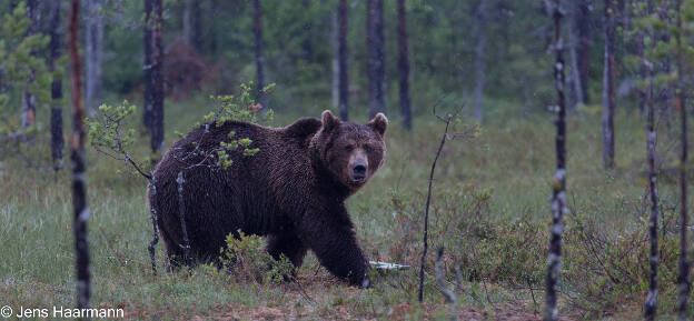 Braunbär