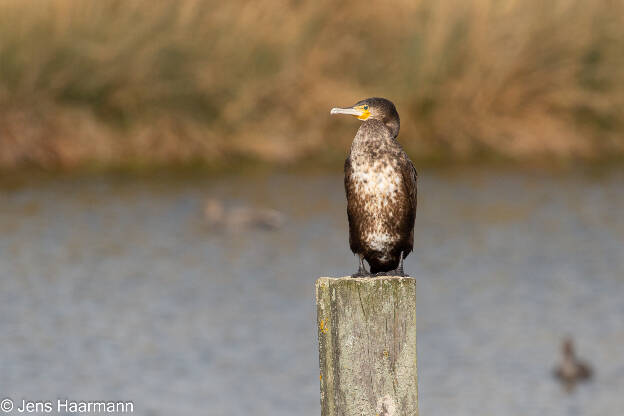 Kormoran