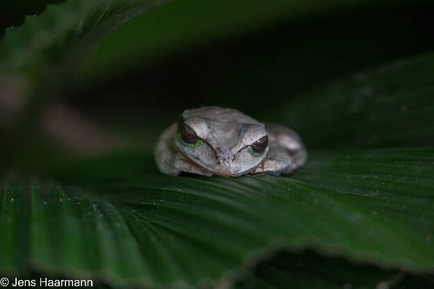 Masken-Laubfrosch