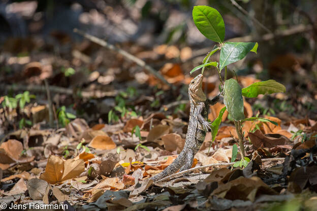 Gemeiner Schwarzleguan