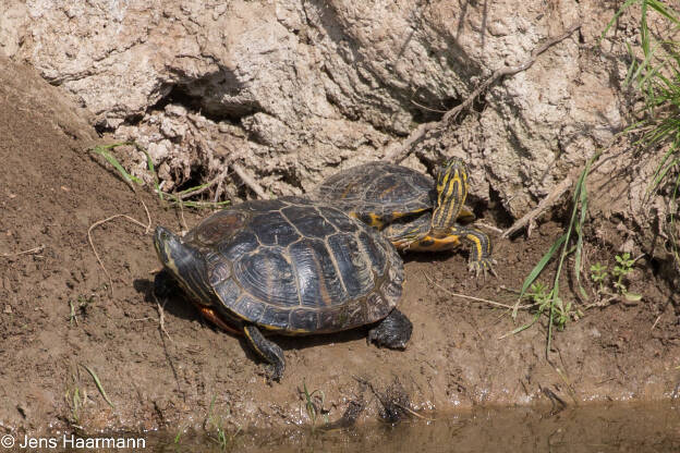 Langhalsschmuckschildkröten