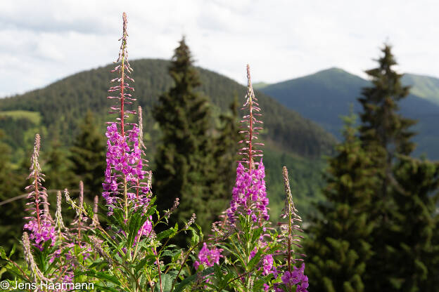 Fireweed