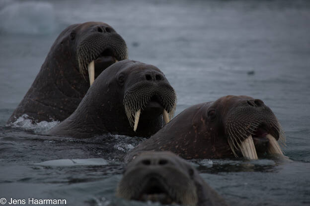 Svalbard 2015