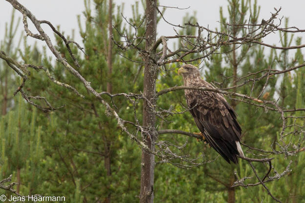 Seeadler