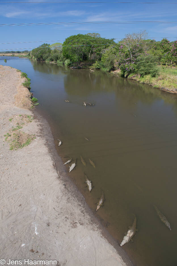 Spitzkrokodile im Río Tárcoles