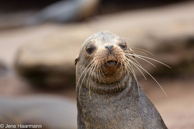 Galápagos-Seelöwe