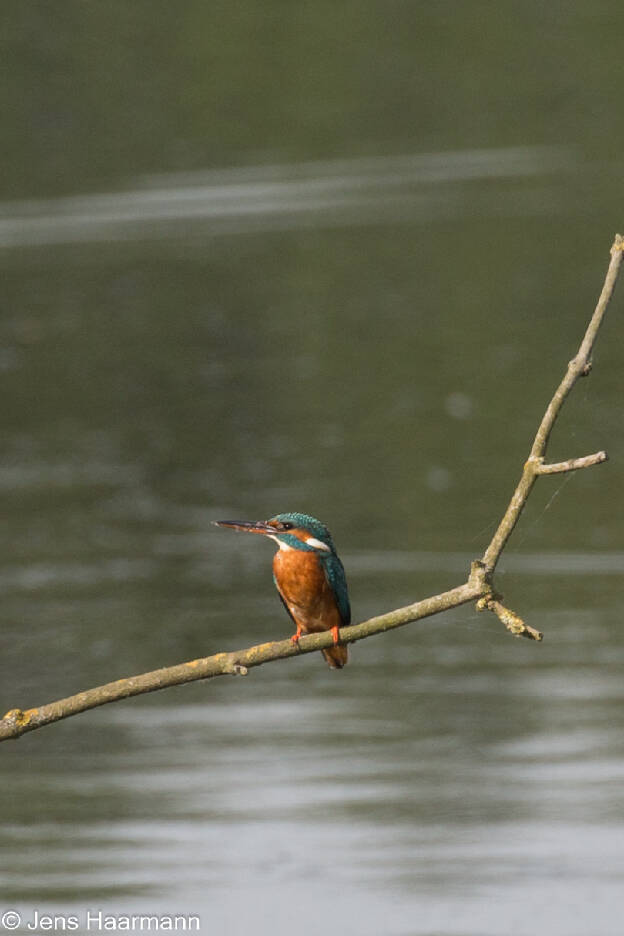 Eisvogel