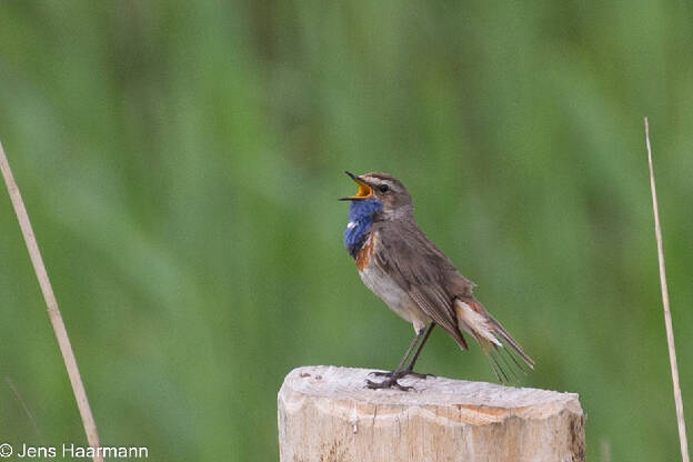 Blaukehlchen